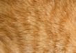 Cat fur texture