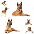 malinois