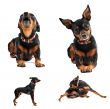 miniature pinscher
