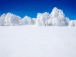 Snowy forest.