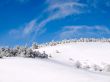 Snowy forest.