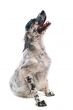 english setter