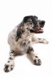 english setter