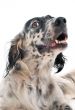 english setter