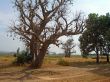 african tree