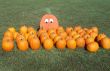 Pumpkins in grass field by a Pumpkin Patch