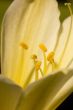 Yellow Flower