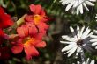 Red Flowers