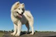 puppy samoyed dog