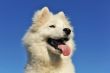 puppy samoyed dog