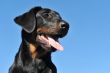 puppy beauceron