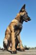 puppy malinois