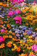Colorful summer garden