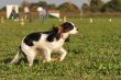 running cavalier king charles