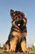 puppy german shepherd