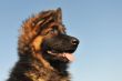 puppy german shepherd