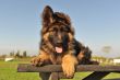 puppy german shepherd