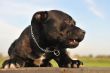 staffordshire bull terrier