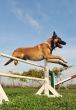 jumping malinois