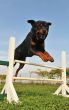 rottweiler in agility