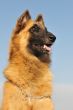 belgian shepherd tervueren