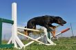puppy beauceron in agility