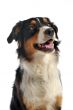australian shepherd