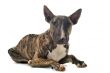 bull terrier