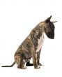 bull terrier