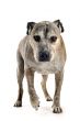 old american staffordshire terrier