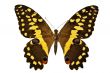 black and yellow butterfly