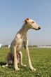 young greyhound