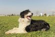 bearded collie