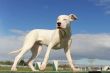 puppy dogo argentino