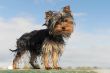 puppy yorkshire terrier