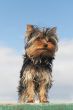 puppy yorkshire terrier