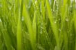 Green Grass