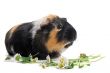 Guinea pig