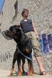rottweiler, muzzle and man