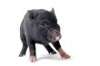 liitle piggy