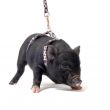 liitle piggy