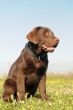 puppy labrador retriever