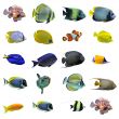 group of fishes