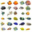 fishes