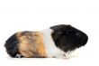 Guinea pig
