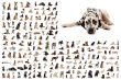 group of dogs and dalmatian