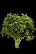 Curly parsley