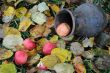 Apples and Bowl on Fallen Leaves