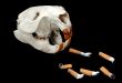 Beaver`s Skull and Cigarette Butts