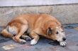 Stray Dog in the Street